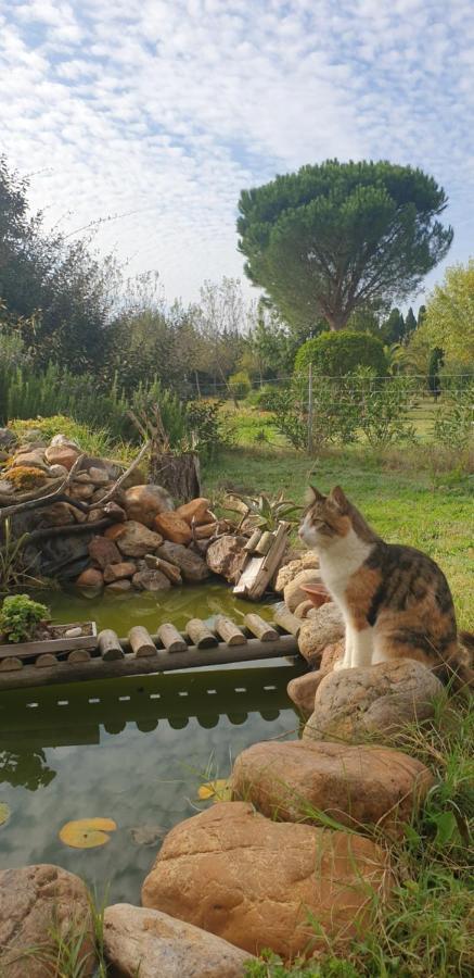 Roulotte En Bois Sud France Guest House Le Soler Екстериор снимка