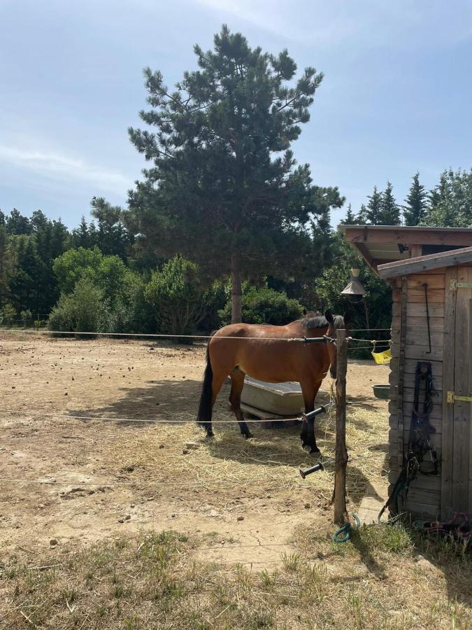 Roulotte En Bois Sud France Guest House Le Soler Екстериор снимка