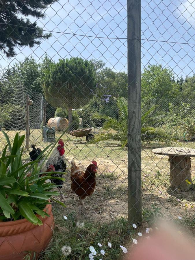 Roulotte En Bois Sud France Guest House Le Soler Екстериор снимка